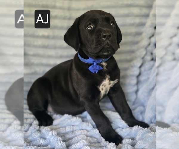 Medium Photo #4 Cane Corso Puppy For Sale in MINERAL WELLS, WV, USA