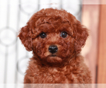 Small #1 Goldendoodle (Miniature)