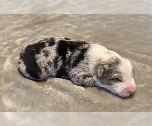 Medium Photo #60 Australian Shepherd Puppy For Sale in SALISBURY, NC, USA