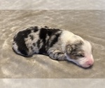 Small Photo #60 Australian Shepherd Puppy For Sale in SALISBURY, NC, USA