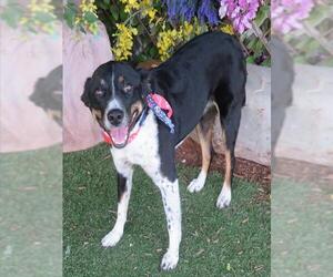 Australian Shepherd-Unknown Mix Dogs for adoption in Oklahoma City, OK, USA