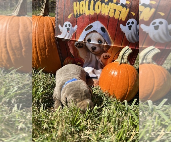 Medium Photo #15 Labrador Retriever Puppy For Sale in NEOLA, WV, USA
