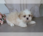 Small Photo #1 Shih Tzu Puppy For Sale in SHILOH, OH, USA