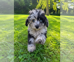 Small #33 Cavapoo (Miniature)
