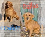 Small Photo #5 Golden Retriever Puppy For Sale in COLORADO SPRINGS, CO, USA