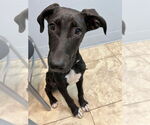Small #16 German Shepherd Dog-Great Dane Mix