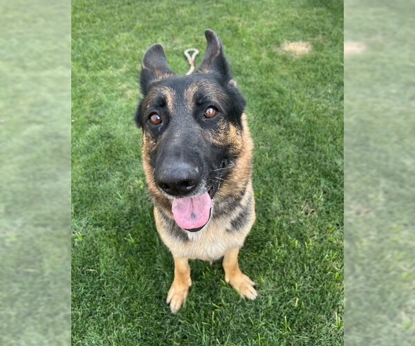 Medium Photo #1 German Shepherd Dog Puppy For Sale in phoenix, AZ, USA