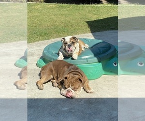 Bulldog Dogs for adoption in WESTMINSTER, CA, USA