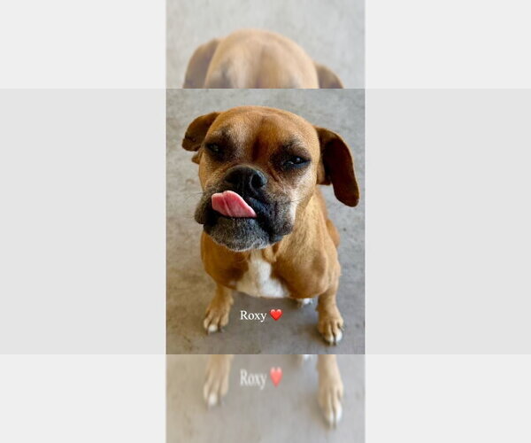 Medium Photo #4 Boxer Puppy For Sale in Austin, TX, USA