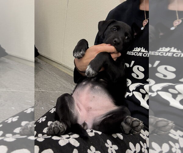 Medium Photo #4 Borador Puppy For Sale in Brooklyn, NY, USA