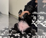 Small #3 Borador