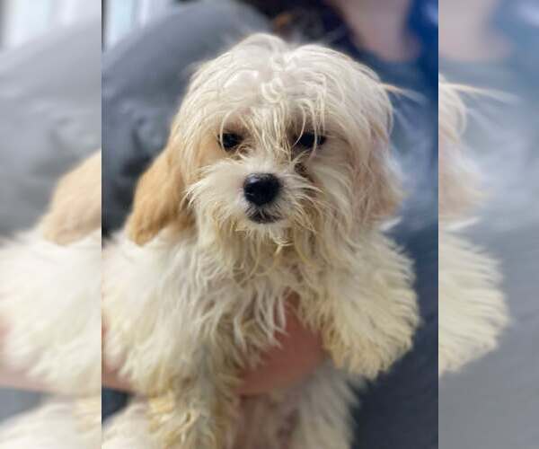 Medium Photo #1 Cavachon Puppy For Sale in Lewistown, PA, USA