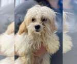 Small Cavachon