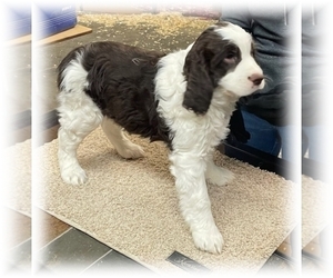 English Springer Spaniel Puppy for sale in MERCER, ND, USA