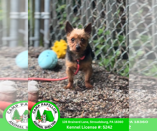 Medium Photo #1 Mutt Puppy For Sale in Stroudsburg, PA, USA