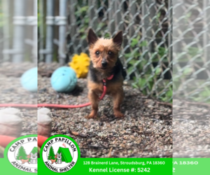 Mutt Dogs for adoption in Stroudsburg, PA, USA