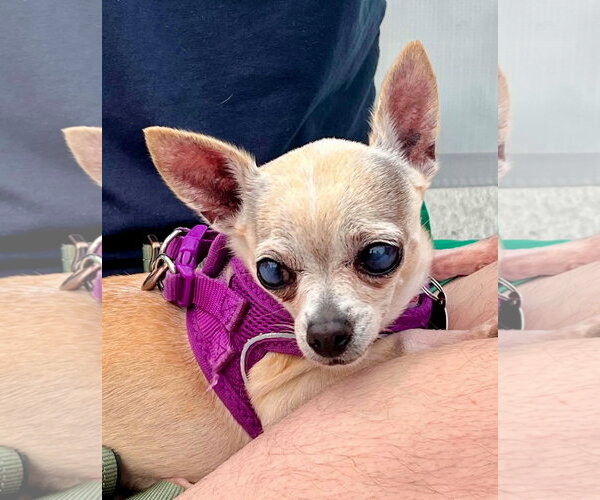 Medium Photo #6 Chihuahua Puppy For Sale in St. Louis Park, MN, USA