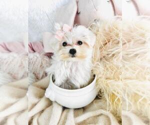 Medium Maltese