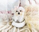 Puppy Puppy 1 Maltese