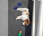 Small Photo #8 Brittany Puppy For Sale in MONTROSE, CO, USA