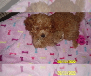 Poodle (Toy) Puppy for sale in DULUTH, GA, USA