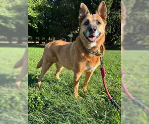 German Shepherd Dog Dogs for adoption in Akron, OH, USA