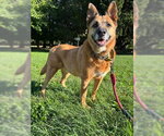 PEPPER - Female German Shepherd Dog Dog for Adoption - Small photo