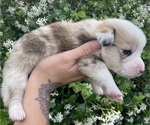 Small Photo #11 American Corgi Puppy For Sale in BRANDON, FL, USA