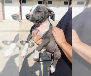 American Staffordshire Terrier-Unknown Mix Dogs for adoption in San Antonio, TX, USA