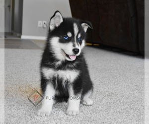 Pomsky Puppy for sale in KANSAS CITY, MO, USA