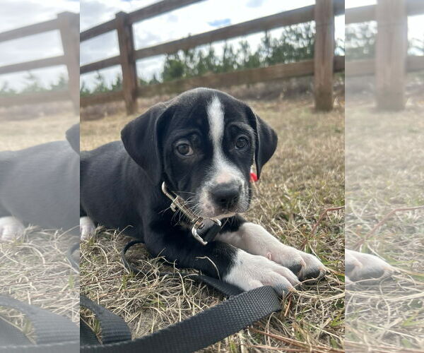 Medium Photo #1 Mutt Puppy For Sale in Tarrytown, GA, USA