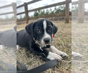 Mutt Dogs for adoption in Tarrytown, GA, USA