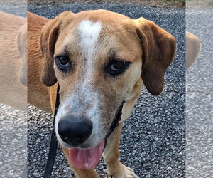 Mountain Cur-Unknown Mix Dogs for adoption in Cookeville, TN, USA