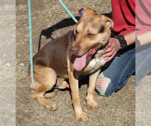 Medium Photo #1 Labrottie Puppy For Sale in Bandera, TX, USA