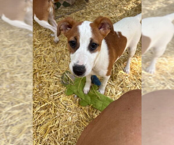 Medium Photo #2 Labrador Retriever-Unknown Mix Puppy For Sale in Oak Bluffs, MA, USA