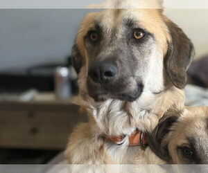 Mutt Dogs for adoption in Minneapolis, MN, USA