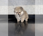 Small Photo #1 Pomeranian Puppy For Sale in HAYWARD, CA, USA