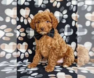 Goldendoodle (Miniature) Puppy for sale in NOTTINGHAM, PA, USA
