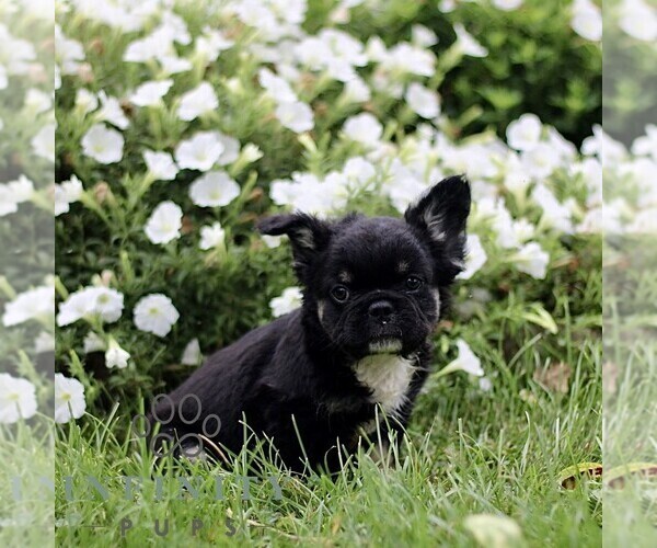 Medium Photo #3 French Bulldog Puppy For Sale in RONKS, PA, USA