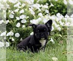 Small #2 French Bulldog