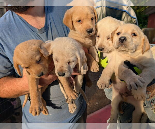 Medium Photo #2 Labrador Retriever Puppy For Sale in SHELTON, WA, USA