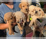 Small #1 Labrador Retriever