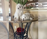 Puppy 1 Maltese