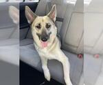 Small #1 German Shepherd Dog