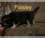 Small Photo #6 German Shepherd Dog Puppy For Sale in GREER, SC, USA