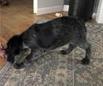 Small #4 German Shorthaired Pointer