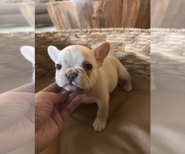 Medium Photo #1 French Bulldog Puppy For Sale in BONNEAU, SC, USA