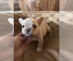Puppy Puppy 6 French Bulldog