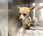*LUCAS - Male Chihuahua Dog for Adoption - Small photo