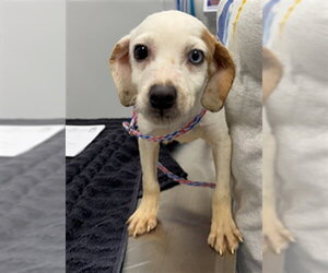 Mutt Dogs for adoption in Peoria, IL, USA